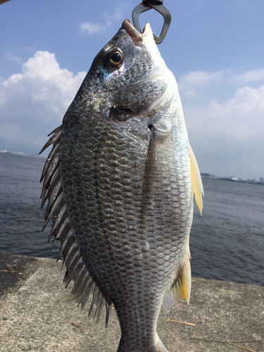 キビレの釣果