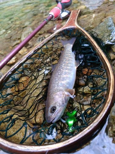 イワナの釣果