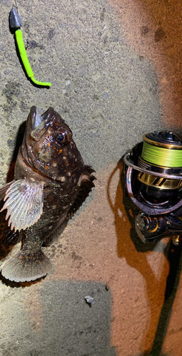 オウゴンムラソイの釣果