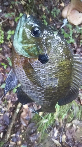 ブルーギルの釣果