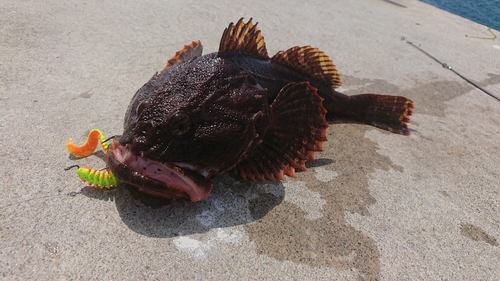 カジカの釣果