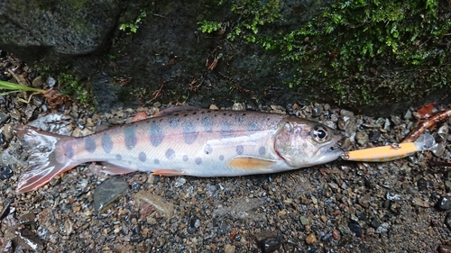 ヤマメの釣果