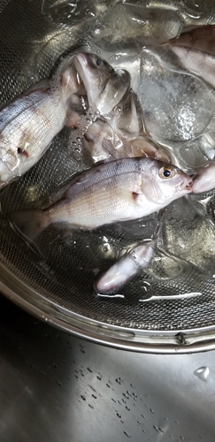 タイの釣果