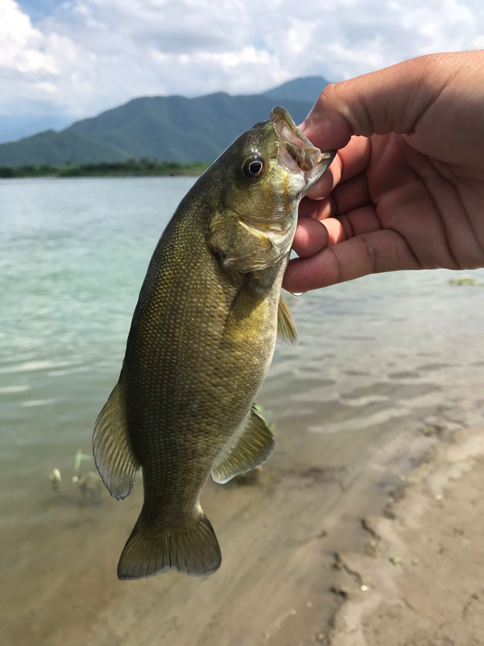 スモールマウスバス