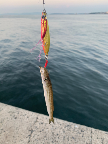 アカカマスの釣果