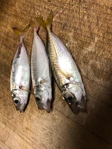 アジの釣果