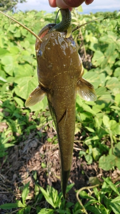 ナマズの釣果