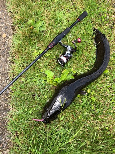 スネークヘッドの釣果