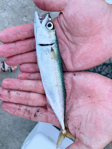 サバの釣果