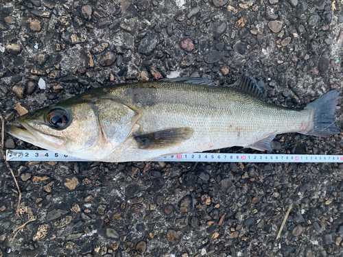 フッコ（マルスズキ）の釣果