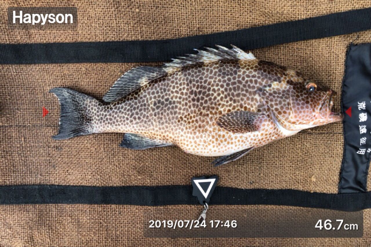 オオモンハタ