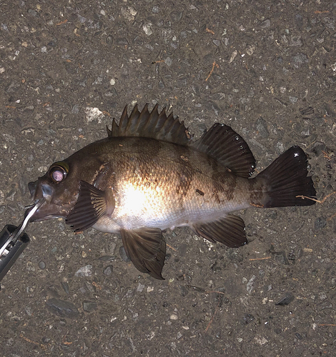 メバルの釣果