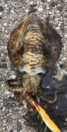 アオリイカの釣果
