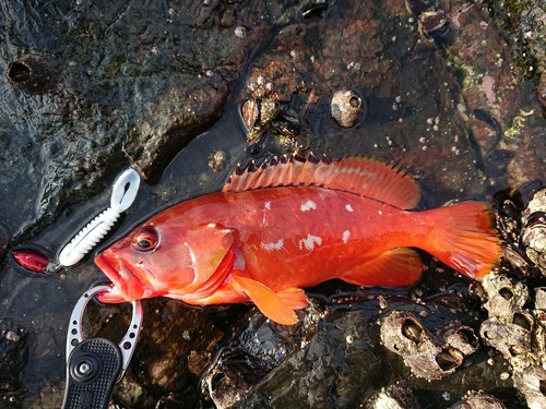 アカハタの釣果