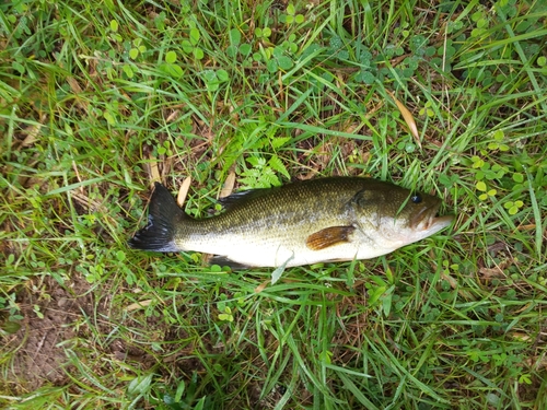 ラージマウスバスの釣果