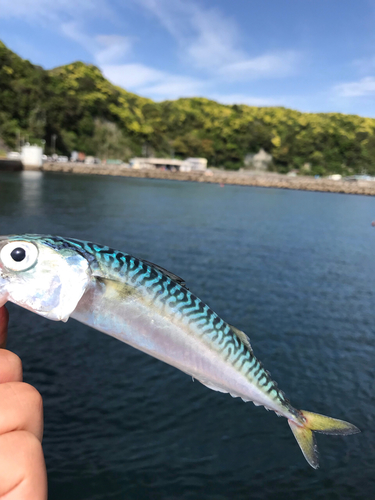 サバの釣果