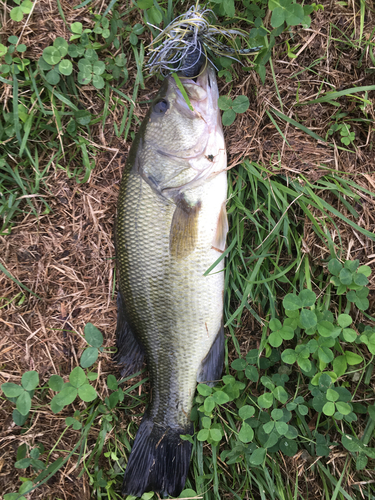 ブラックバスの釣果