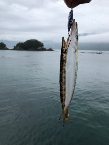 カマスの釣果