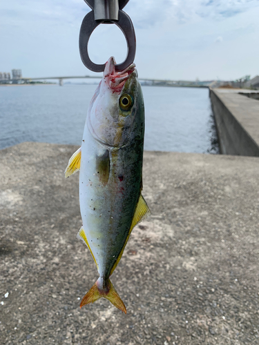 ツバスの釣果