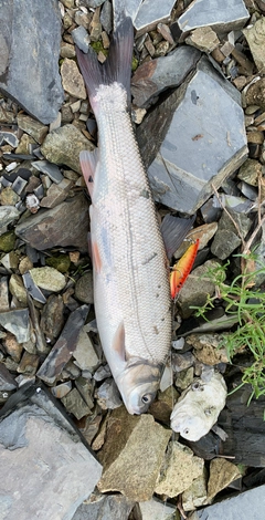 ウグイの釣果