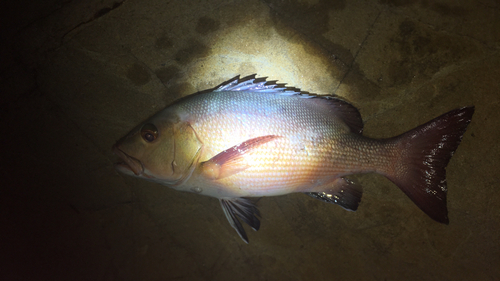 バラフエダイの釣果