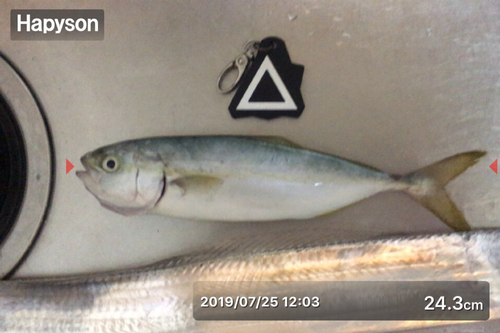 ツバスの釣果