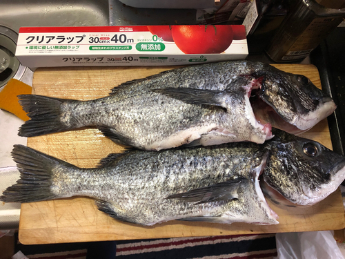 チヌの釣果