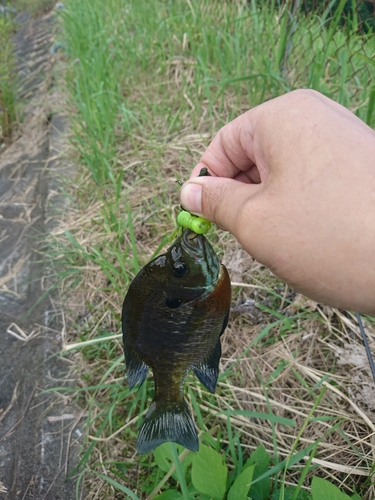 釣果