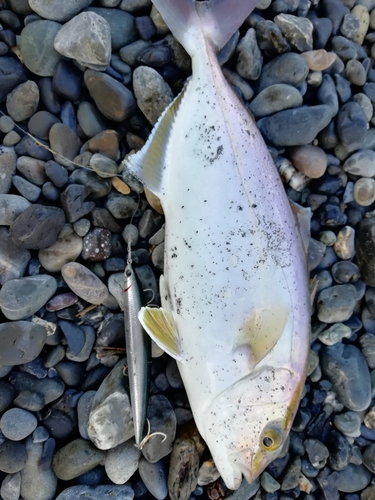 ショゴの釣果