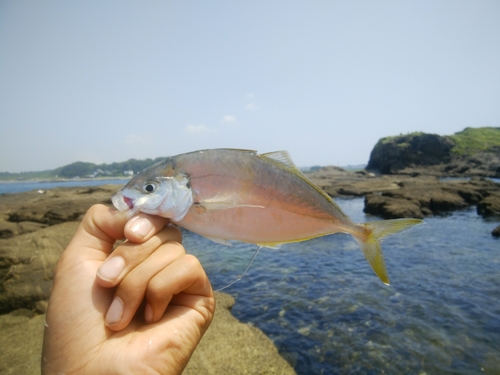 シマアジの釣果