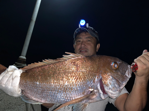 マダイの釣果