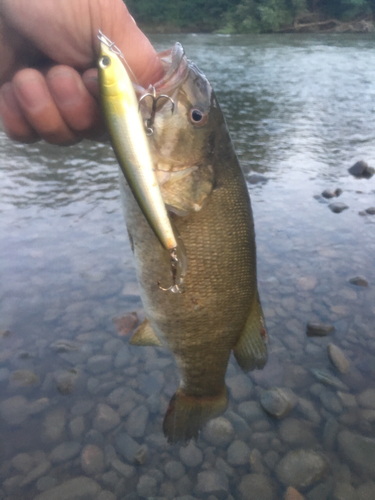 スモールマウスバスの釣果