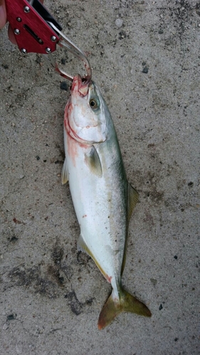 イナダの釣果