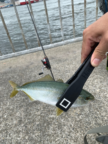 ツバスの釣果