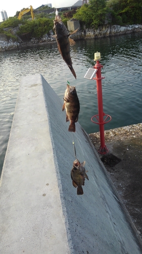 メバルの釣果