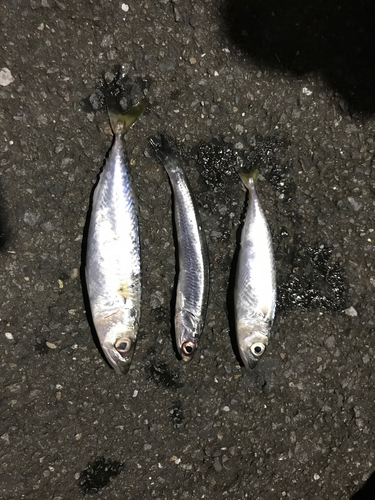 サバの釣果