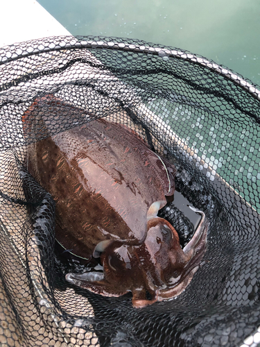 コブシメの釣果