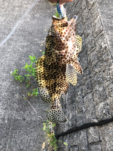 カンモンハタの釣果