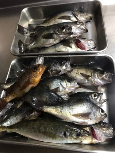 アオメバルの釣果