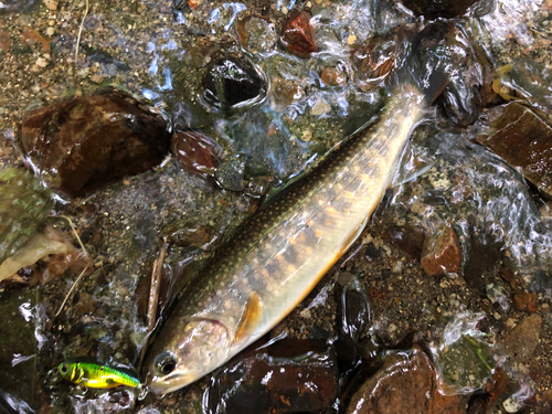 イワナの釣果