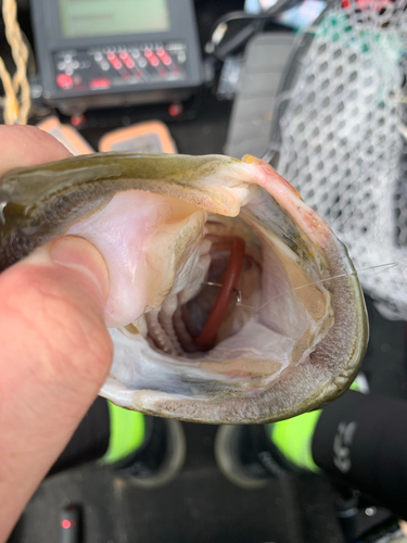 ブラックバスの釣果