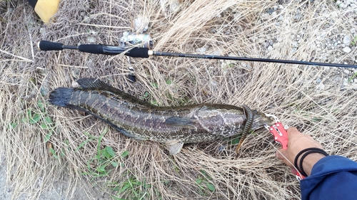 ライギョの釣果