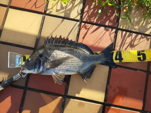 クロダイの釣果