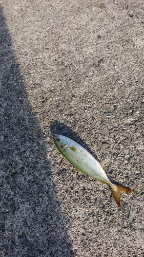 ツバスの釣果