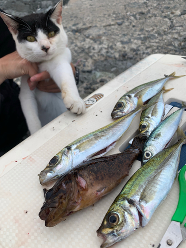 アジの釣果