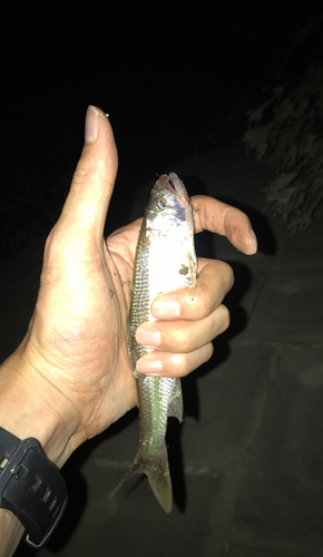 ハスの釣果