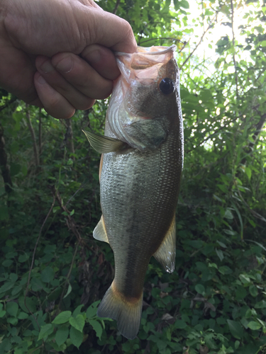 ラージマウスバスの釣果