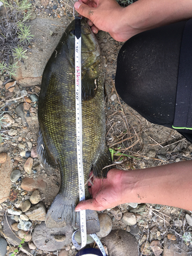 スモールマウスバスの釣果