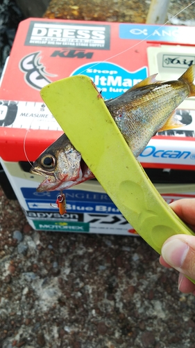 ムツの釣果