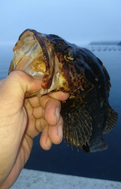 ベッコウゾイの釣果